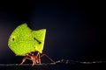 Leaf cutter ant Royalty Free Stock Photo