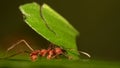 Leaf cutter ant Royalty Free Stock Photo