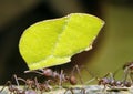 Leaf Cutter Ant Royalty Free Stock Photo