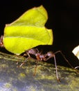 Leaf Cutter Ant Royalty Free Stock Photo