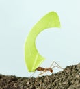 Leaf-cutter ant, Acromyrmex octospinosus