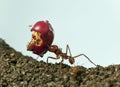 Leaf-cutter ant, Acromyrmex octospinosus, carrying eaten apple Royalty Free Stock Photo