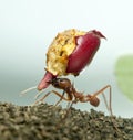 Leaf-cutter ant, Acromyrmex octospinosus, carrying eaten apple Royalty Free Stock Photo