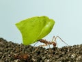 Leaf-cutter ant, Acromyrmex octospinosus Royalty Free Stock Photo