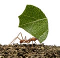 Leaf-cutter ant, Acromyrmex octospinosus Royalty Free Stock Photo