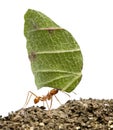 Leaf-cutter ant, Acromyrmex octospinosus Royalty Free Stock Photo