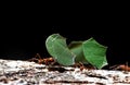 Leaf-Cutter Ant, atta sp., Adult carrying Leaf Segment to Anthill, Costa Rica Royalty Free Stock Photo