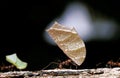 Leaf-Cutter Ant, atta sp., Adult carrying Leaf Segment to Anthill, Costa Rica Royalty Free Stock Photo