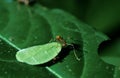 Leaf-Cutter Ant, atta sp., Adult carrying Leaf Segment to Anthill, Costa Rica Royalty Free Stock Photo