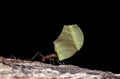 Leaf Cutter Ant, atta sp, Adult carrying Leaf to Anthill, Costa Rica Royalty Free Stock Photo