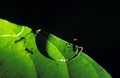 Leaf Cutter Ant, atta sp, Costa Rica Royalty Free Stock Photo
