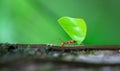 Leaf-cutter ant Atta sp. Royalty Free Stock Photo