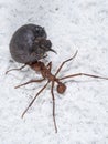 A leaf-cutter ant carrying a fruit part