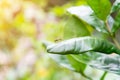 Leaf Cutter Ant walking on green leaf. Macro photography with sunshine morning Royalty Free Stock Photo