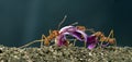 Leaf-cutter ants, Acromyrmex octospinosus Royalty Free Stock Photo