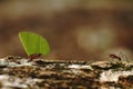 Leaf-cutter Ants - Atta cephalotes carrying green leaves in tropical rain forest, Costa Rica Royalty Free Stock Photo