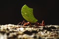 Leaf-cutter Ants - Atta cephalotes carrying green leaves in tropical rain forest, Costa Rica Royalty Free Stock Photo