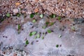 Leaf Cutter Ants in Belize Jungle