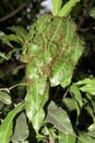 Leaf cutter ants building new nest in mango tree Asia