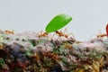Leaf cutter ants at work Royalty Free Stock Photo
