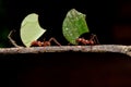 Leaf cutter ants, carrying leaf, black background. Royalty Free Stock Photo
