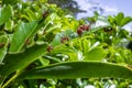 Leaf cutter ants Royalty Free Stock Photo