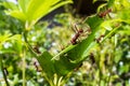 Leaf cutter ants Royalty Free Stock Photo