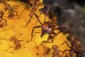 Leaf-cutter ants on a mango fruit