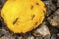 Leaf-cutter ants on a mango fruit