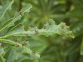 Leaf-cutter ants on a Schefflera plant