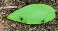 Leaf-cutter ants in Venezuela Royalty Free Stock Photo
