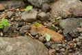 Leaf-cutter Ants at Work in Costa Rica Royalty Free Stock Photo