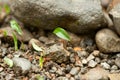 Leaf-cutter Ants at Work in Costa Rica Royalty Free Stock Photo