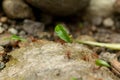 Leaf-cutter Ants at Work in Costa Rica Royalty Free Stock Photo