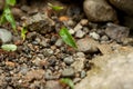 Leaf-cutter Ants at Work in Costa Rica Royalty Free Stock Photo