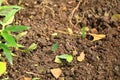 Leaf cutter ants at work, transporting small pieces of cutted leaves to their anthill. Atta cephalotes, zampopas, Costa Rica Royalty Free Stock Photo