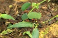 Leaf cutter ants at work, transporting small pieces of cutted leaves to their anthill. Atta cephalotes, zampopas, Costa Rica Royalty Free Stock Photo