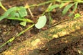 Leaf cutter ants at work, transporting small pieces of cutted leaves to their anthill. Atta cephalotes, zampopas, Costa Rica Royalty Free Stock Photo