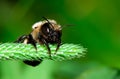 Leaf cutter bee