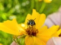 Leaf cutter bee Royalty Free Stock Photo