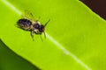 Leaf cutter bee Royalty Free Stock Photo