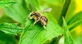 Leaf cutter bee Royalty Free Stock Photo