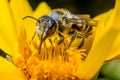 Leaf cutter bee Royalty Free Stock Photo