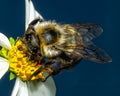leaf cutter bee Royalty Free Stock Photo