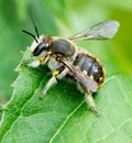 Leaf Cutter Bee. Royalty Free Stock Photo