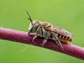 Leaf Cutter Bee Royalty Free Stock Photo
