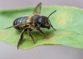 Leaf Cutter Bee Royalty Free Stock Photo