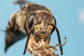 Leaf Cutter Bee