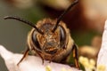 Leaf Cutter Bee