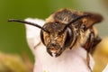 Leaf Cutter Bee